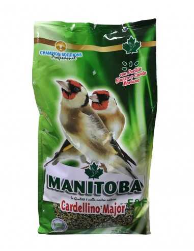Mixtura Goldfinch Cardellino Mayor Manitoba