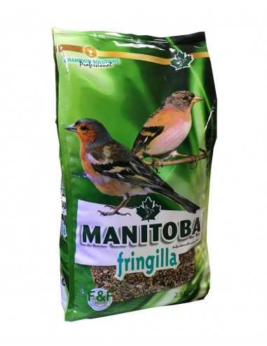 Nahrung Fringilla Manitoba