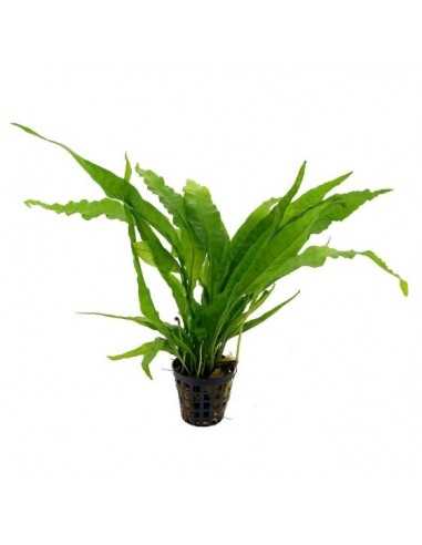 Microsorium Pteropus (Java fern)