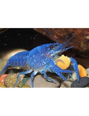 Procambarus Alleni Blue